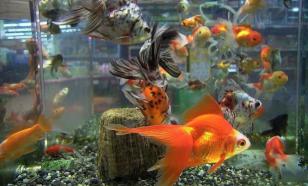 Любителям рыбок рассказали, как выбрать подходящий аквариум
