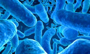 В Индии выявлен случай брюшного тифа, устойчивого к цефтриаксону