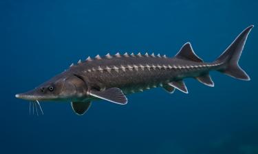 За 10 лет запасы осетровых в Азовском море выросли до 3 тыс. тонн — Росрыболовство