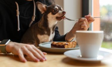 Маленький кусочек со стола может стоить жизни: эти привычные продукты разрушают организм питомца