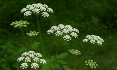 Корневища сныти мешают высадке культурных растений — Огород.ru