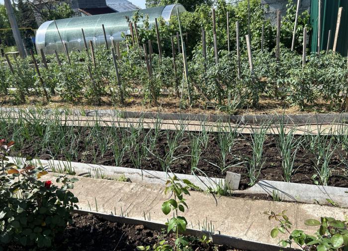 Сладкая свёкла на вашем столе: вот чем нужно подкормить в июле