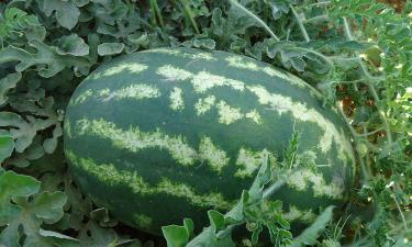 Соседи не догадываются о вашем трюке: парадокс превращает обычный арбуз в яркий вкус лета