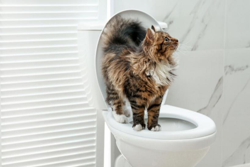 кот на унитазе