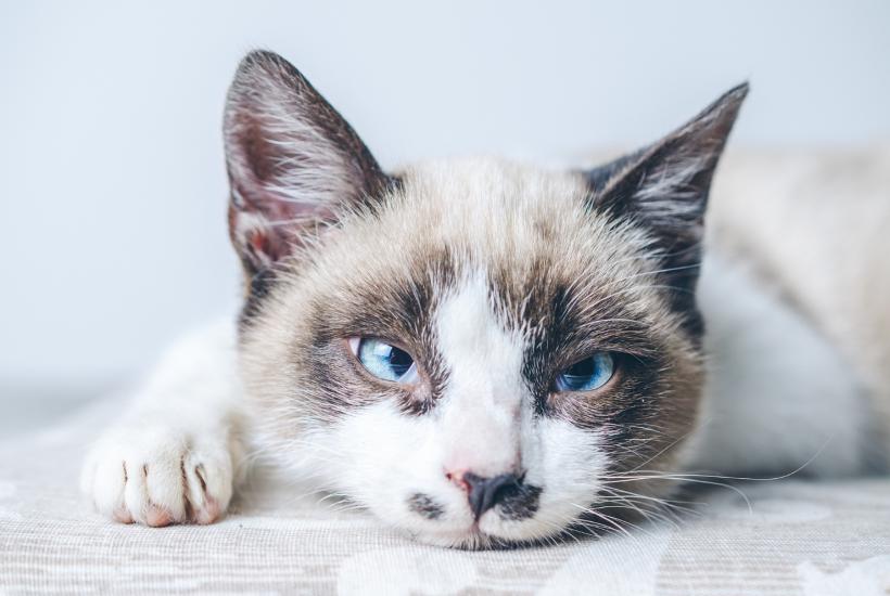 Кошка Кошка