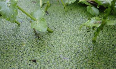 Врач-эпидемиолог Онищенко предупредил об опасности купания в природных водоемах