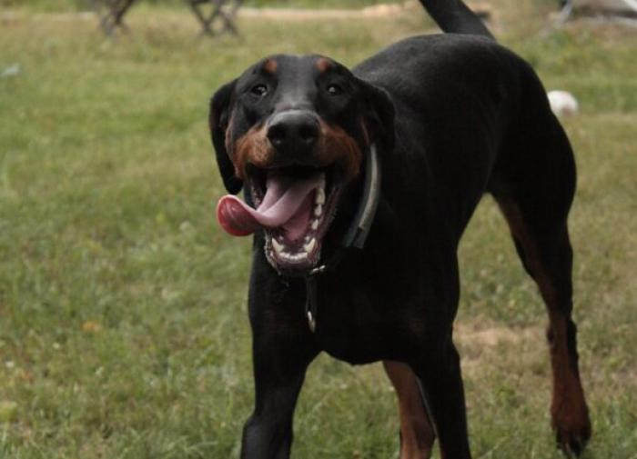 Ученые нашли останки собак, которых заводили викинги