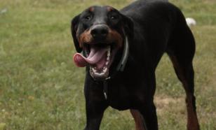 Ученые нашли останки собак, которых заводили викинги