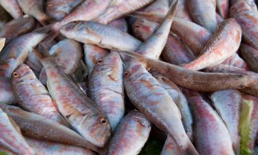 Сочинские рыбаки побили рекорд: камбала и барабулька не заставили себя ждать