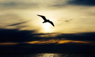 Стало известно, что Анджелина Джоли хотела сказать ласточкой на груди