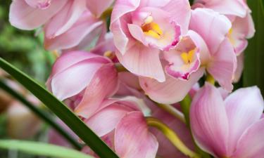 Орхидеи чаще выбирают для зимних подарков в квартирах — Ciceksel