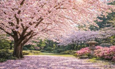 Сакура зацвела проблемами: фестиваль у Фудзи пустил корни в жизнь горожан