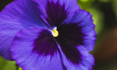 Сахарный щит для клумбы: гены маленького растения превращают обычный сок в защиту от морозов