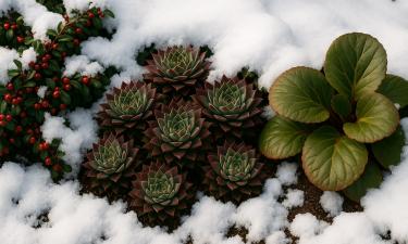 Зимние контейнеры подходят для петунии и мелких семян — "Агролига России"