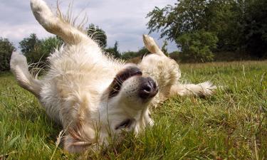 Гены влияют на обучаемость ретриверов и эмоции людей — нейробиолог Энох Алекс