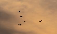 Небо подавало знаки, но их никто не увидел: крылатые хищники могли раскрыть тайну пропавшей семьи