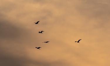 Хищные птицы могли указать местонахождение пропавшей семьи — орнитолог Коблик