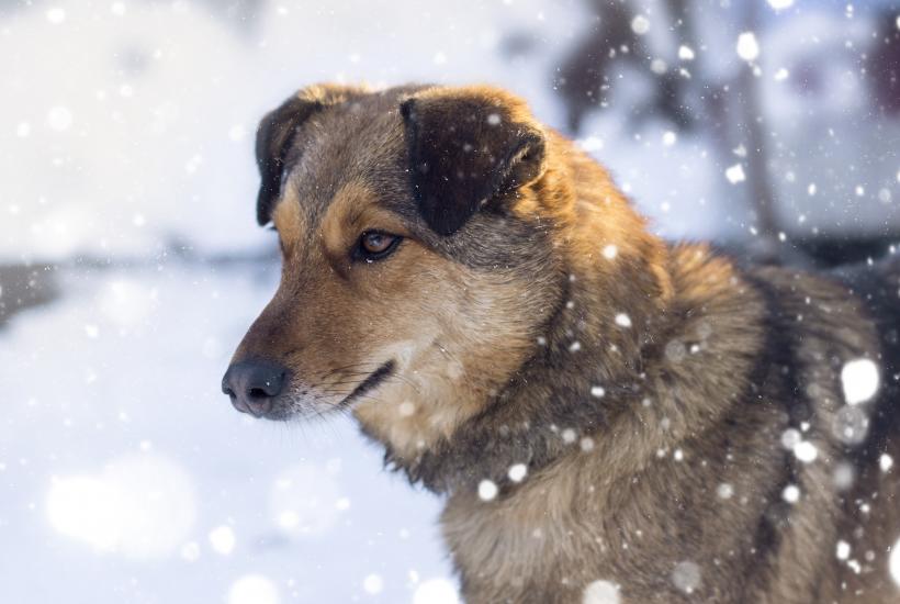 Собака зимой