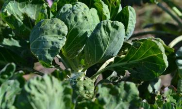 Подзимний посев капусты ускорил всходы — по данным агрономов