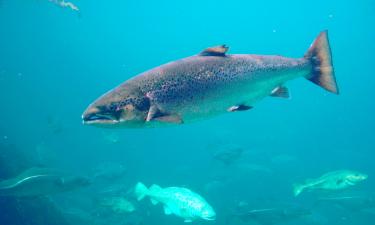 Королевский лосось впервые за век вернулся в МакКлауд — NOAA