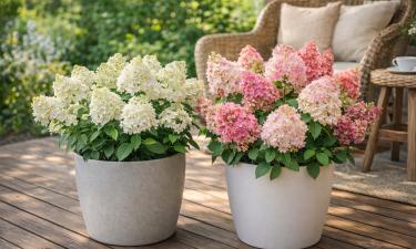 Метельчатые гортензии образуют плотные живые изгороди