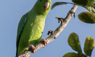 Жительница Нью-Йорка выиграла суд после выселения из-за шумных птиц