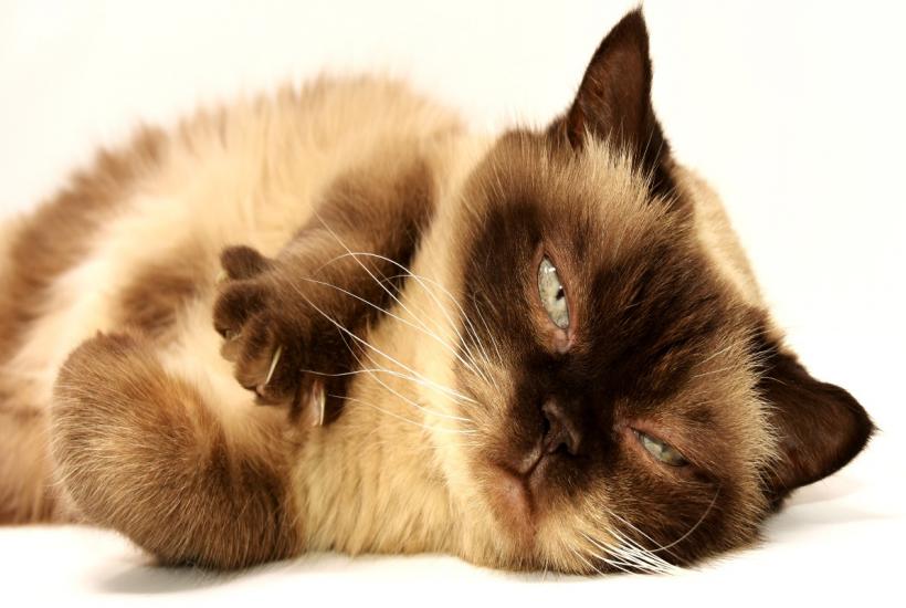 Британский кот Британский кот