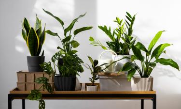 Активированный уголь очищает почву у комнатных растений