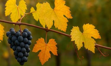 Виноград укрывают при снижении температуры ниже −5 °C — экперт Виктор Климанов