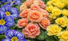 Весна вспыхивает за одну ночь: эти малыша-цветы переживают любую зиму и расцветают первыми