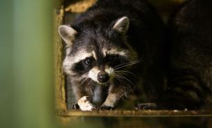 Новосибирские спасатели поймали агрессивного енота