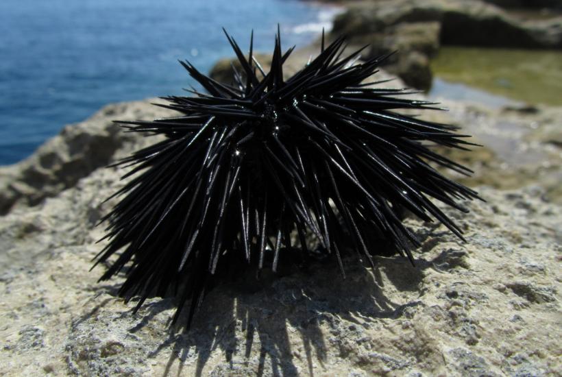 морской ёж