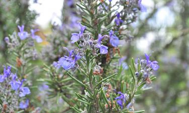 7 растений, требующих минимального ухода и устойчивых к жаркому лету