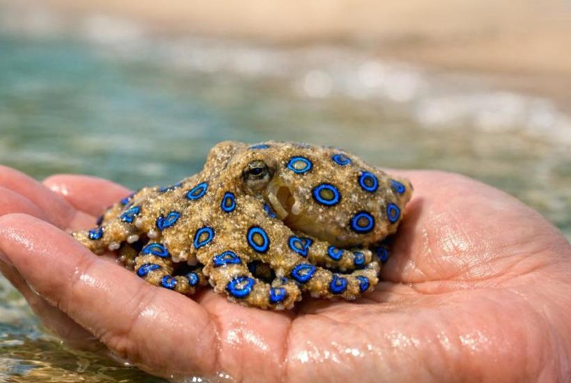 Синекольчатый осьминог в руках туриста