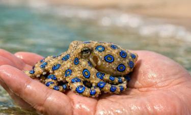 Британец на Филиппинах держал в руках ядовитого синекольчатого осьминога