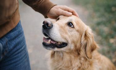 Собаки узнают хозяев спустя годы по запаху и голосу