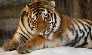 Козел Тимур и тигр Амур покорили Instagram