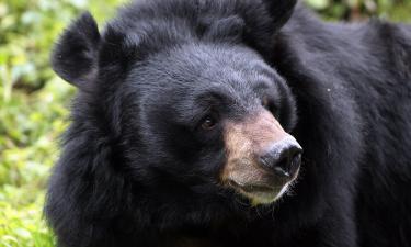 Неожиданный гость: как медведь в Пикскилле изменил распорядок дня школьников