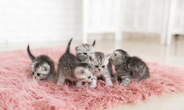 Эксперты: кошки лучше запоминают имена из двух слогов со свистящими звуками