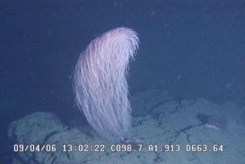 Коралл-Чубакка