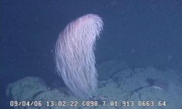 В Тихом океане обнаружен новый глубоководный коралл рода Iridogorgia — сообщает Earth