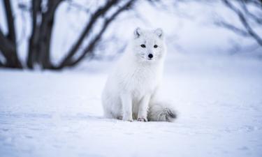 Голубой окрас песца встречается у 1–5 % популяции в Арктике