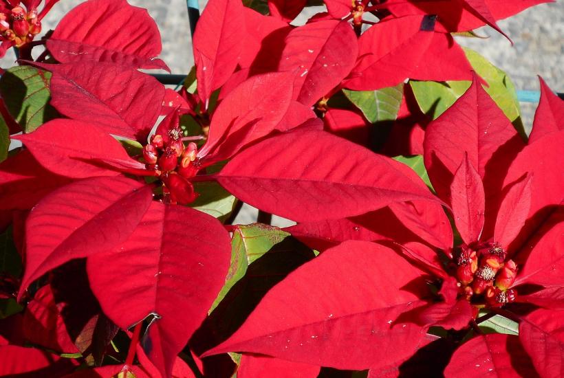 Пуансеттия