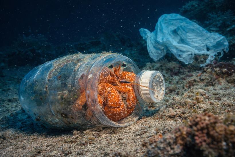 Краб в пластиковой бутылке на дне океана