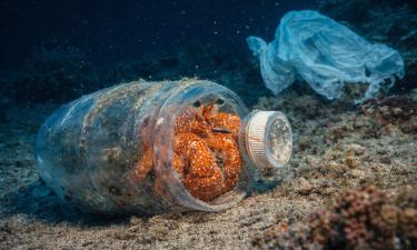В сумеречной зоне океана нашли десятки неизвестных видов — ихтиолог Луис Роша