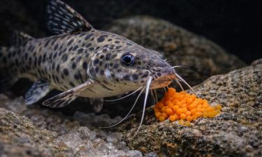 Сом-кукушка выводит потомство в ротовых кладках цихлид