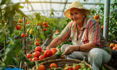 Резкие перепады влажности почвы вызывают растрескивание томатов