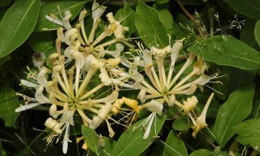 Зимние кустарники усиливают аромат в саду — The English Garden