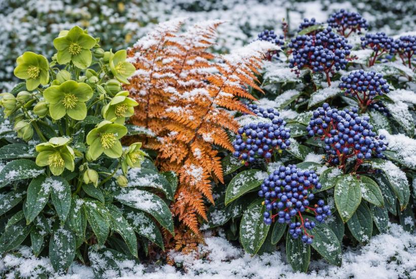 Зимний красивый сад