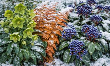 Чемерица зацветает изумрудными цветками зимой
